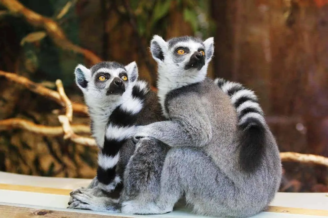 Lemuri
