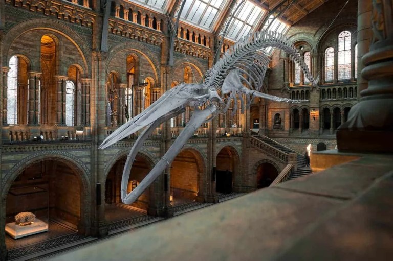 Natural History Museum - London
